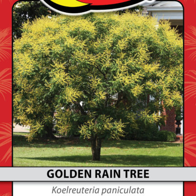 GOLDEN RAIN TREE