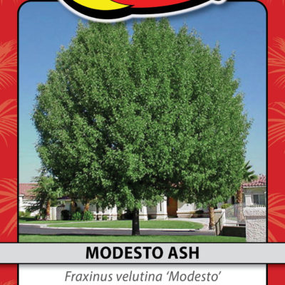 MODESTO ASH