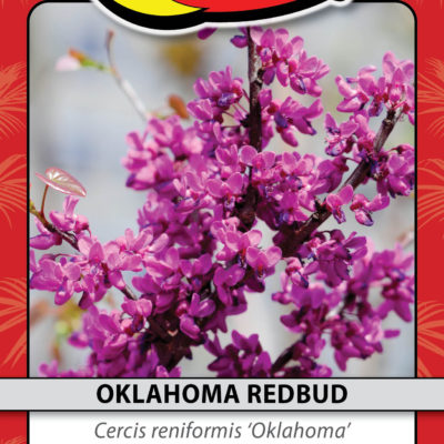 OKLAHOMA REDBUD