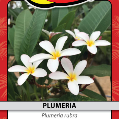 PLUMERIA