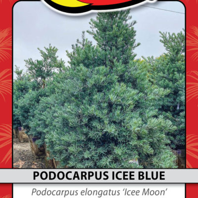 PODOCARPUS ICEE BLUE