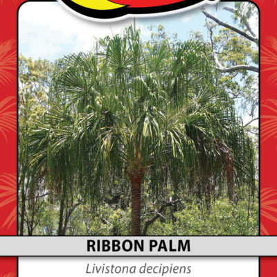 RIBBON PALM