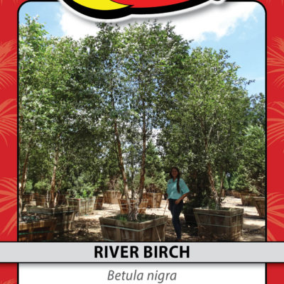 RIVER BIRCH
