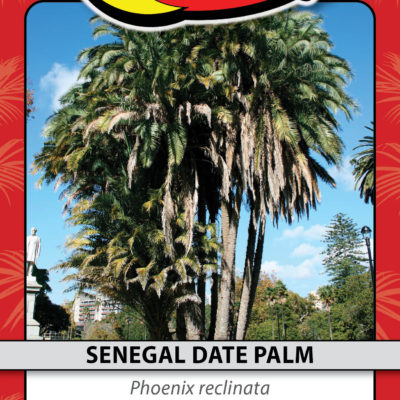 SENEGAL DATE PALM