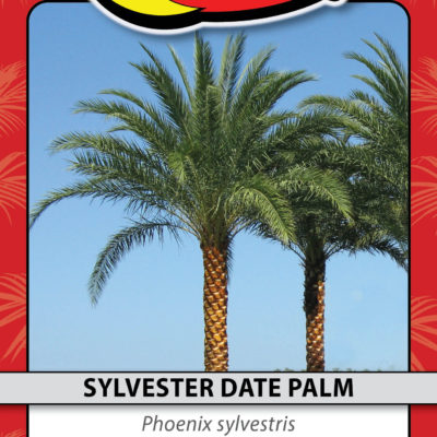 SYLVESTER DATE PALM