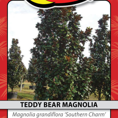 TEDDY BEAR MAGNOLIA