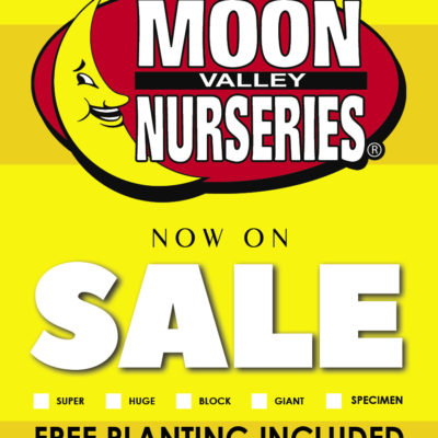 YELLOW BLANK FREE PLANTING