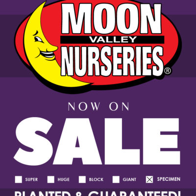 PURPLE SPECIMEN 9999