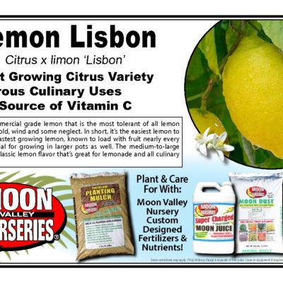 LEMON LISBON