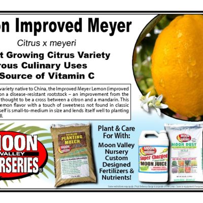 LEMON IMPROVED MEYER