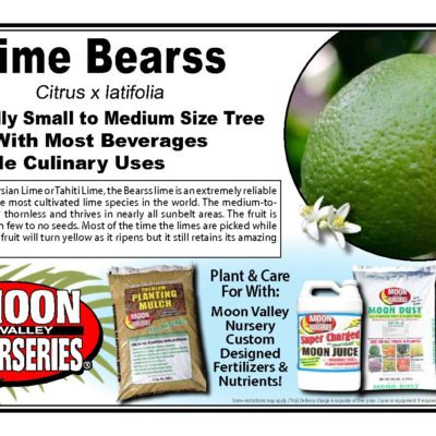 LIME BEARSS