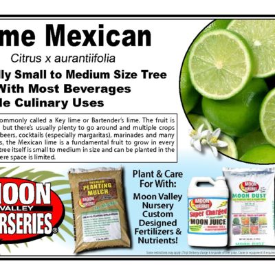 LIME MEXICAN