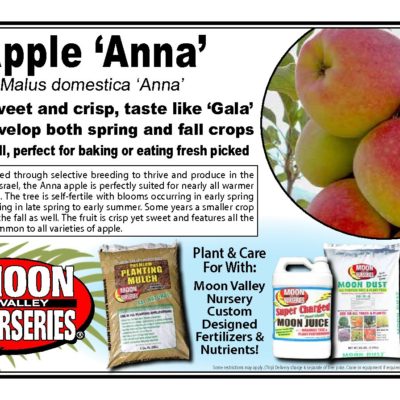 APPLE 'ANNA'
