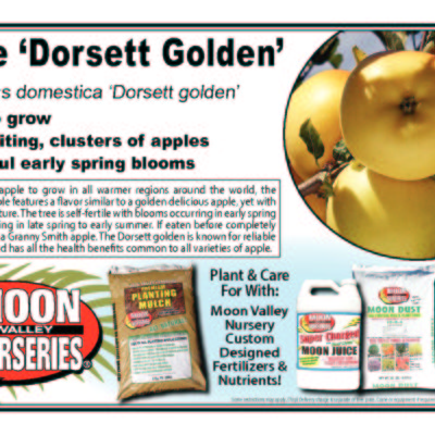 Apple ‘Dorsett Golden’