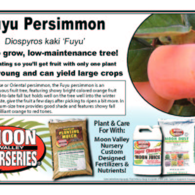Fuyu Persimmon