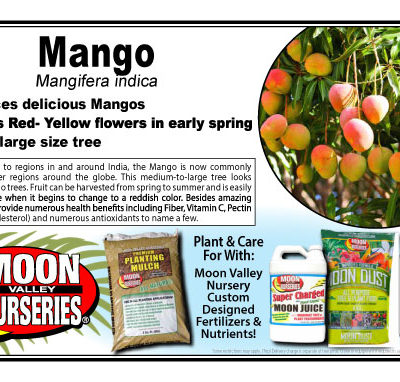 Mango