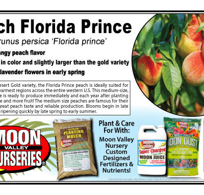 Peach Florida Prince