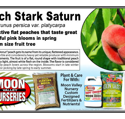 Peach Stark Saturn