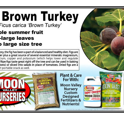 Fig Brown Turkey