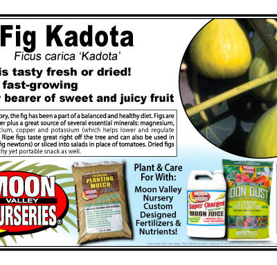 Fig Kadota