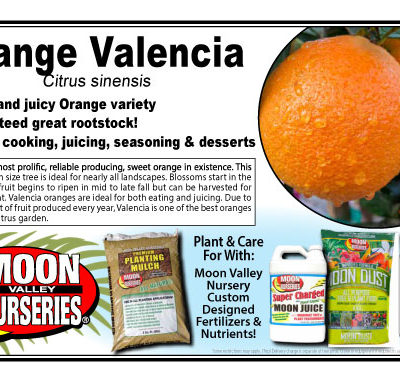 Orange Valencia