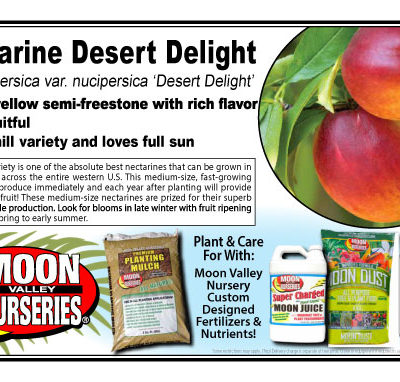 Nectarine Desert Delight