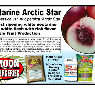 Nectarine Arctic Star
