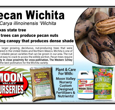 Pecan Wichita
