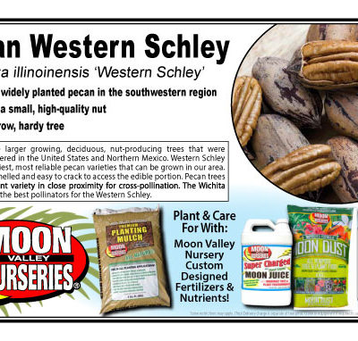 Pecan Western Schley