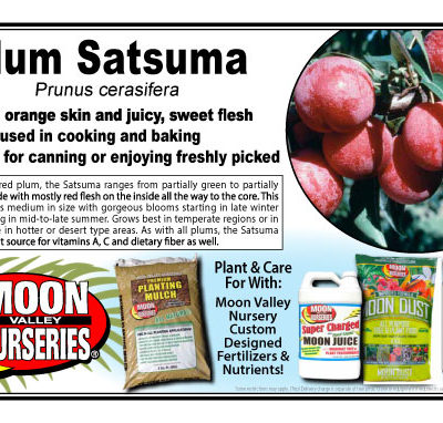 Plum Satsuma