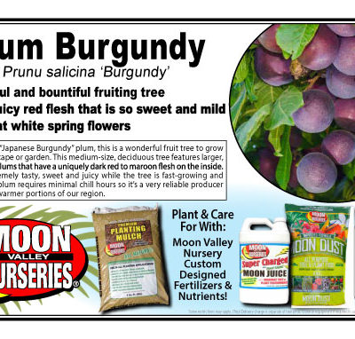 Plum Burgundy