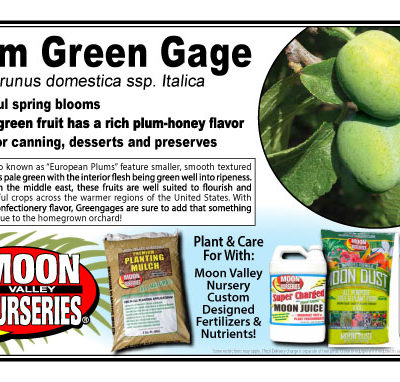Plum Green Gage