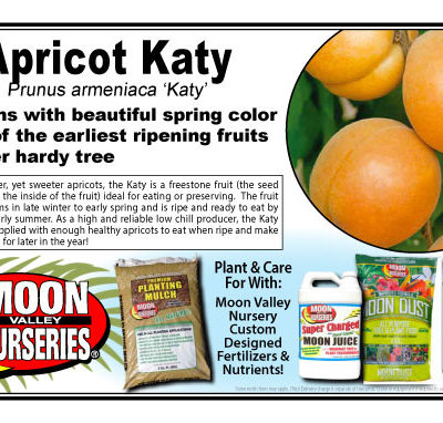 Apricot Katy