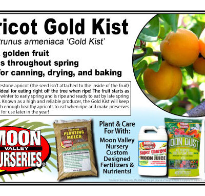 Apricot Gold Kist