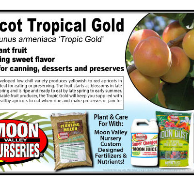 Apricot Tropical Gold