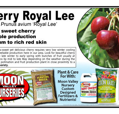 Cherry Royal Lee 