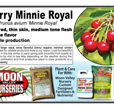Cherry Minnie Royal 
