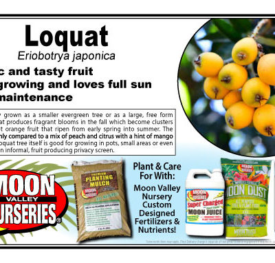Loquat