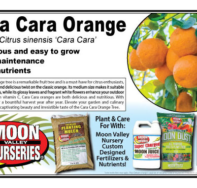Cara Cara Orange