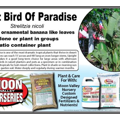 GIANT BIRD OF PARADISE
