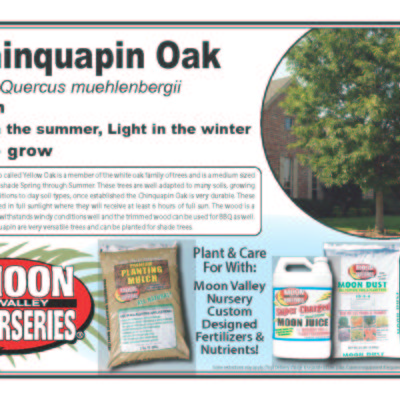 Chinquapin Oak