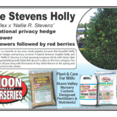 Nellie Stevens Holly