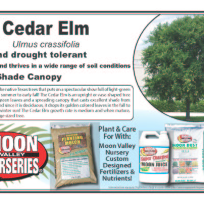 Cedar Elm