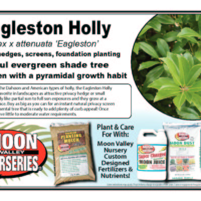 Eagleston Holly