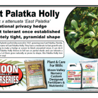 East Palatka Holly