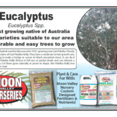 Eucalyptus