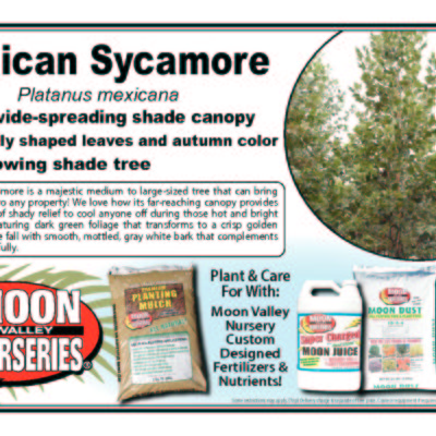 Mexican Sycamore