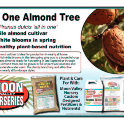 All In One Almond Tree