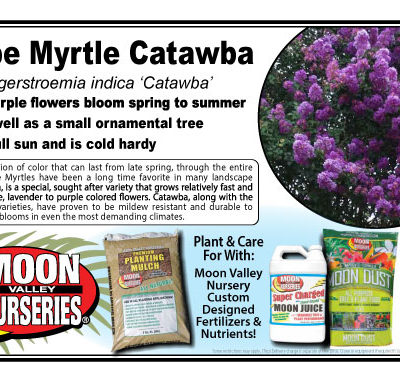 Crape Myrtle Catawba
