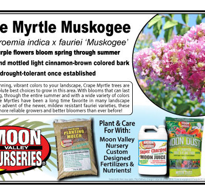 Crape Myrtle Muskogee